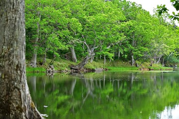 遊歩道から見た知床五湖の情景＠北海道