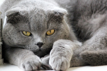 grey cute cat