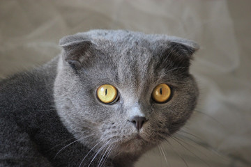 portrait of a surprised scottish fold gray cute cat