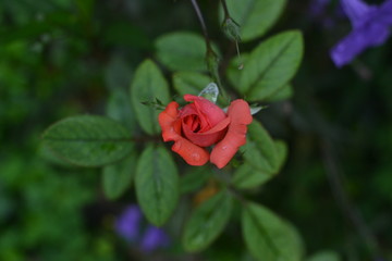 red rose in the garden