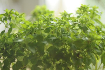 Green basil twigs close-up