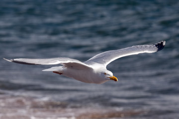 Common Gull (Larus canus) at Chanonry Point in Scotland