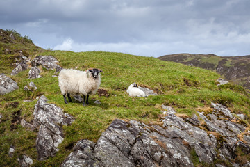 Obraz na płótnie Canvas Scottish Blackface ewe and lamb on a hillside near Loch Morar