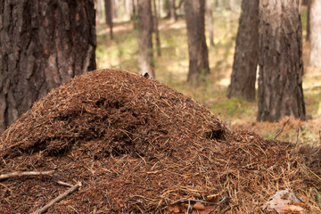 old anthill in the forest