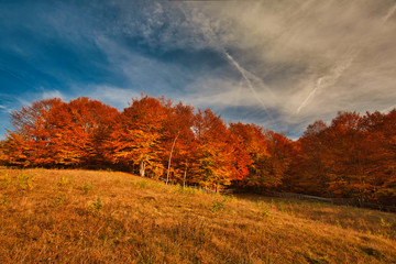 The mountain autumn landscape with colorful forest. Carpatian mountains, transilvania.