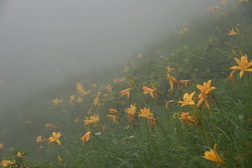 ニッコウキスゲ