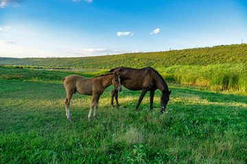 Foal with a mare on a summer pasture