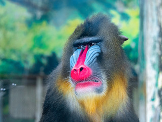 An adult mandrill in a wildlife park