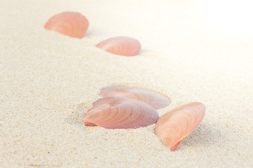 Shells and sand on the beach.