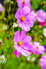 kosmeya purple shot close-up on a green background 