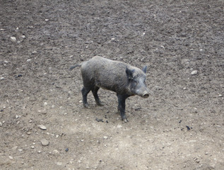 wild boar in the natural environment