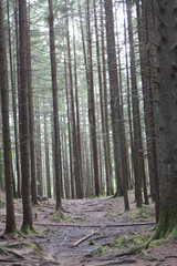 natural landscape reserve in the Ukrainian Carpathians
