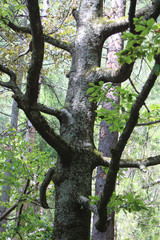 Fototapeta premium natural landscape reserve in the Ukrainian Carpathians