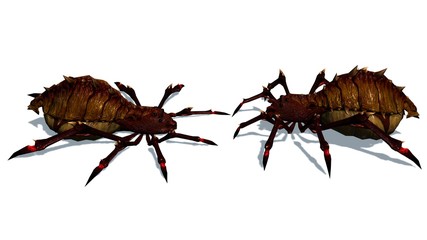 two fantasy spiders fight against each other - isolated on white background