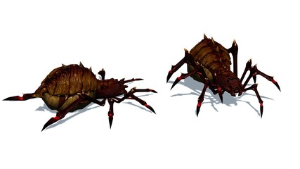 two fantasy spiders fight against each other - isolated on white background