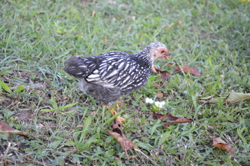 poussin noir blanc mange herbe profil