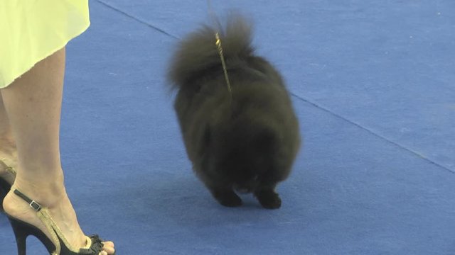 Dog pet at the show. Very kind and intelligent animal dogs living nearby in humans. Multiple emotions of communication with animals.