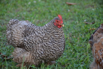poule grise face jardin vert noir blanche rouge
