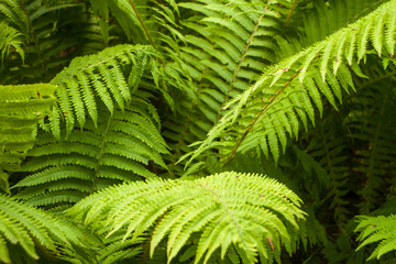 green fern leaves