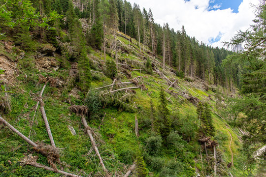 Bosco abbattuto dalla tempesta vaia