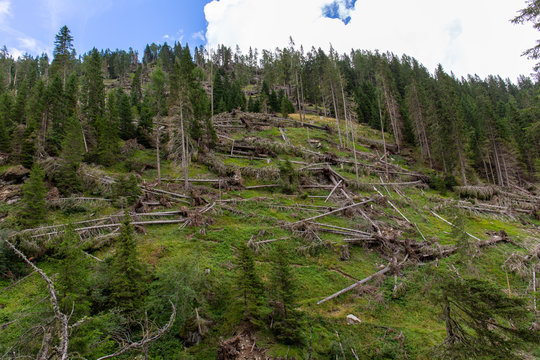 Bosco abbattuto dalla tempesta vaia