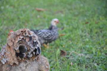 arrière poule derriere poussin jardin vert