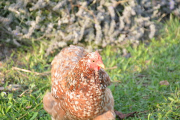 poule clair verdure verdoyant branche herbe brune blanche debout face
