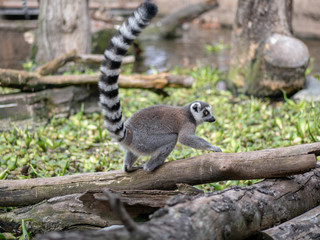 Cute ring-tailed lemurs relaxing in the forest