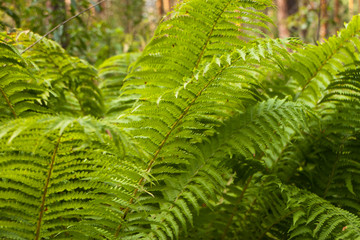 green ferns in the forest