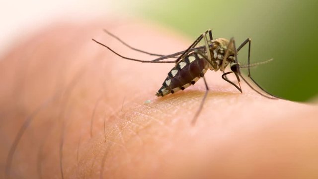 Aedes aegypti Mosquito. Close up a Mosquito sucking human blood,Mosquito Vector-borne diseases,Chikungunya.Dengue fever.Rift Valley fever.Yellow fever.Zika.Mosquito on skin