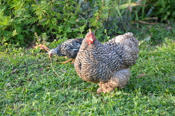 poule et poussin herbe vert marchent ensemble accompagne