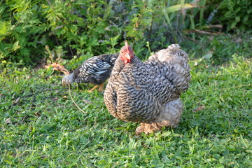 poule et poussin herbe vert marchent ensemble accompagne