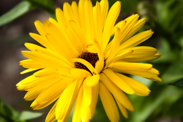 yellow flowers of calendula officinalis on green leaf background, selective focus, easy blur