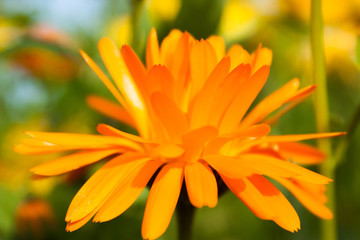 Fototapeta premium orange flower of calendula officinalis on green leaf background, selective focus, easy blur