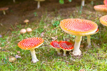 fly agaric in the forest
