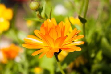orange flower of calendula officinalis on green leaf background, selective focus, easy blur