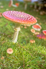 fly agaric mushroom in grass