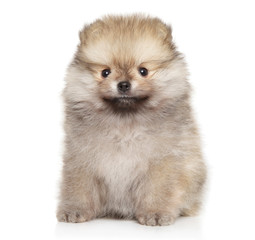 Pomeranian Spitz puppy on white background