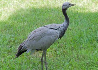 The Grey heron
