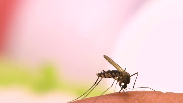 Aedes aegypti Mosquito. Close up a Mosquito sucking human blood,Mosquito Vector-borne diseases,Chikungunya.Dengue fever.Rift Valley fever.Yellow fever.Zika.Mosquito on skin