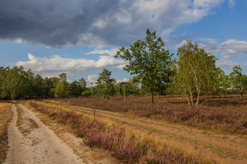 Osterheide-Heideblüte mit Regenwolken