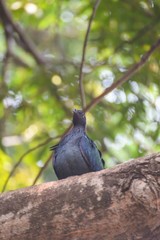 Metallic Green Nicobar Pigeon Bird .