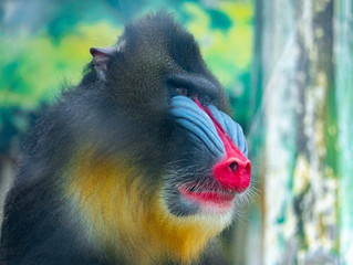 An adult mandrill in a wildlife park