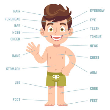 Child body parts. Boy with eye, nose and mouth, hair, ear and callouts with english words cartoon preschool education vector diagram