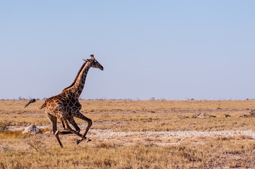 Obraz na płótnie Canvas A galloping Giraffe - Giraffa Camelopardalis- on the plains of Etosha National Park, Namibia.