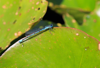 Common Blue Damsel fly (Enallagma cyathigerum) resting on a vibrant green water lily leaf