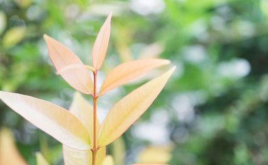 Closeup red leaf nature green blurred background with copy space,good ecology,natural green energy plants,selective focus