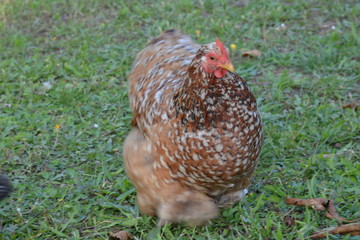 poule mouvement herbe face