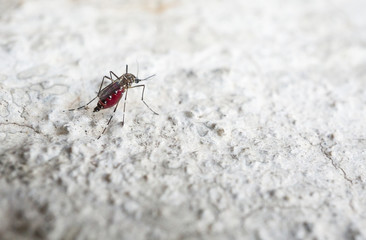 Mosquito eat blood from human skin cause sick, Malaria,Dengue,Chikungunya,Mayaro fever,Dangerous Zica virus,influenza