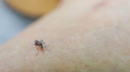Mosquito sucking blood on human skin cause sick, Malaria,Dengue,Chikungunya,Mayaro fever,Dangerous Zica virus